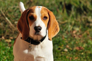 Beagle Dogs - A Popular Small Breed Dog Throughout The World