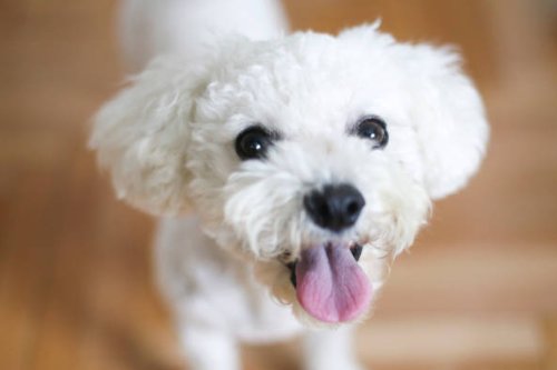 Bichon Frise Dogs - Great Choice For People With Allergies