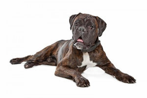 6 Reasons Boxers Are The Perfect Dogs