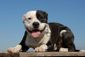 Top 5 Reasons Why Pit Bulls Are The Best!