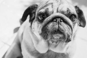 Is a Pug the right dog for you?