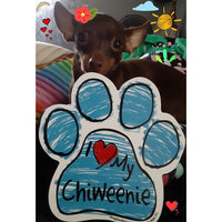 Lifestyle Image - Chiweenie Dog Picture